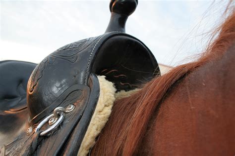 patch saddle nephew
